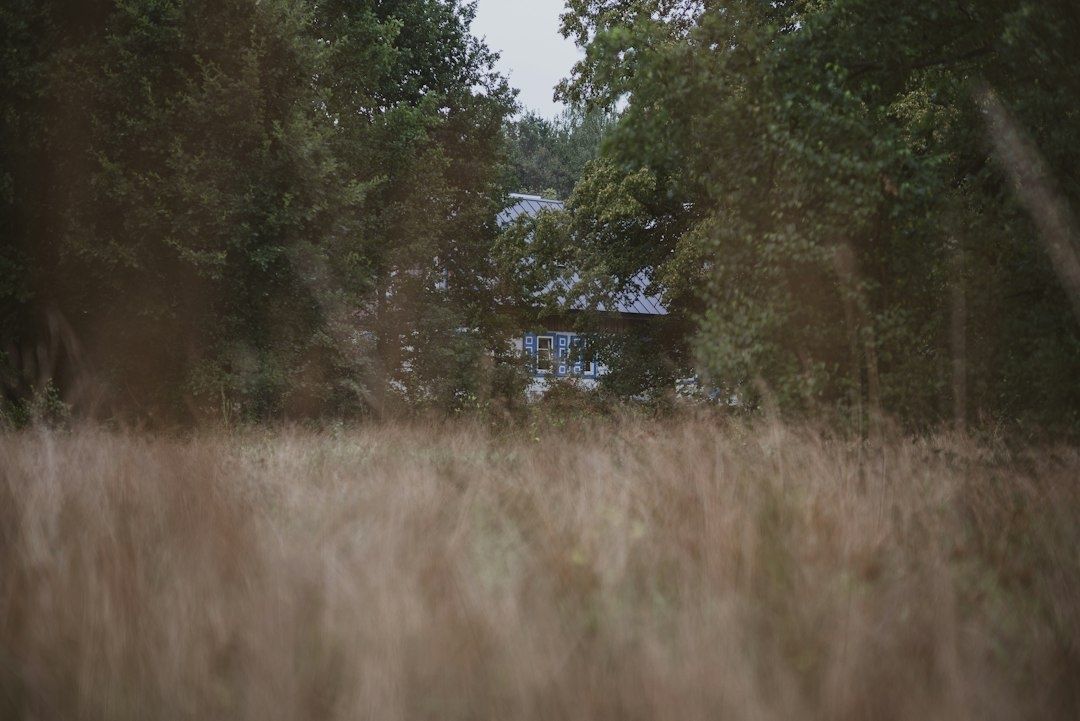 Övergivet hus skymtar bakom högt, torrt gräs och tät skog
